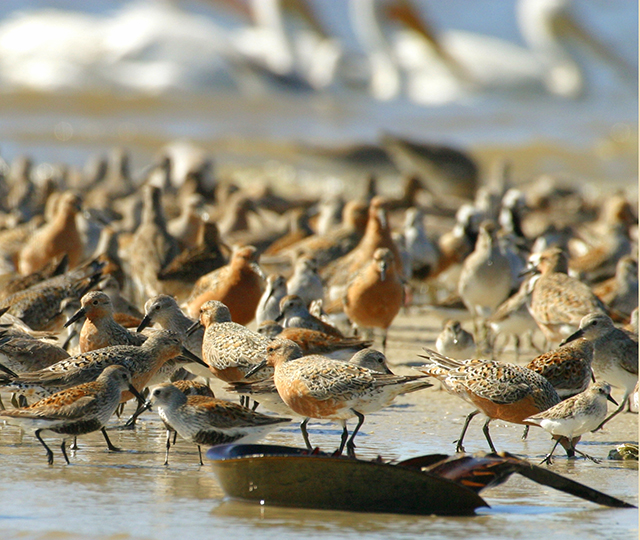Red Knot Feeding